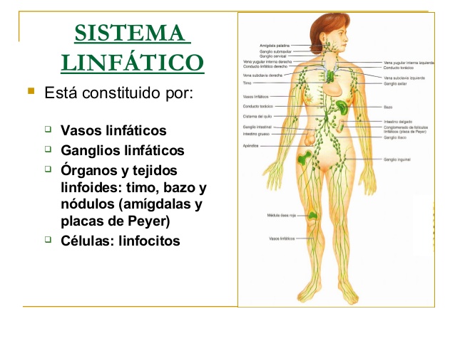 sistema-linfatico