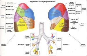 ELA fisioterapia respiratoria