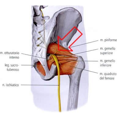 anatomía del músculo piramidal